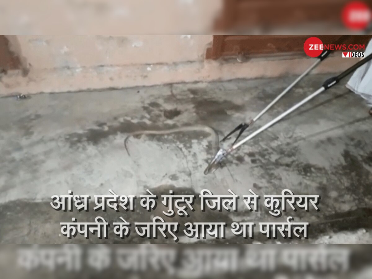 कोबरा मिलने की जानकारी मिलते ही मौके पर पहुंचे वन विभाग के अधिकारियों ने कार्रवाई शुरू की और कोबरा को बाहर निकाला. 