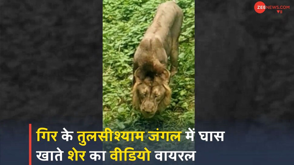 Lion Eats Grass In Gir Forest Gujarat Viral Video Omg ज न ए ऐस क य ह आ क श र क ख न पड घ स द ख प र व ड य Hindi News जर हटक