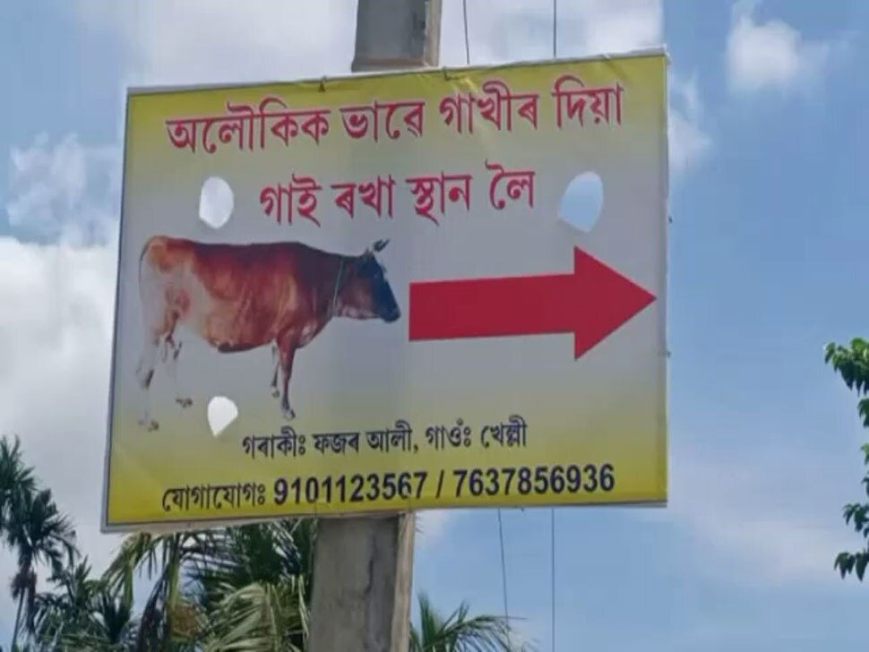 7 महीने की उम्र से दूध दे रही है यह गाय viral cow, Cow's Milk strange benefits