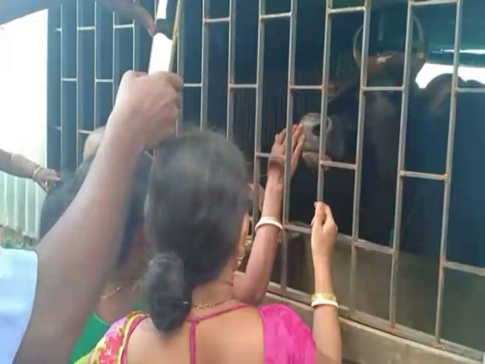 इस गाय के दूध से बीमारियां भी होती हैं दूर Cow, Cow's Milk