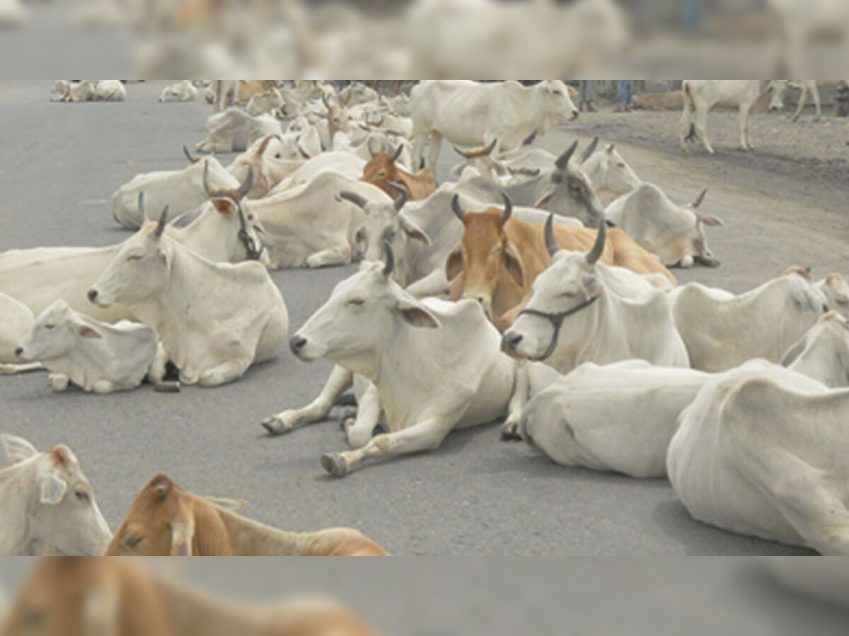 जिलेभर में 2000 से 3000 गायें सड़कों पर आवारा घूम रही हैं. (प्रतीकात्मक फोटो)