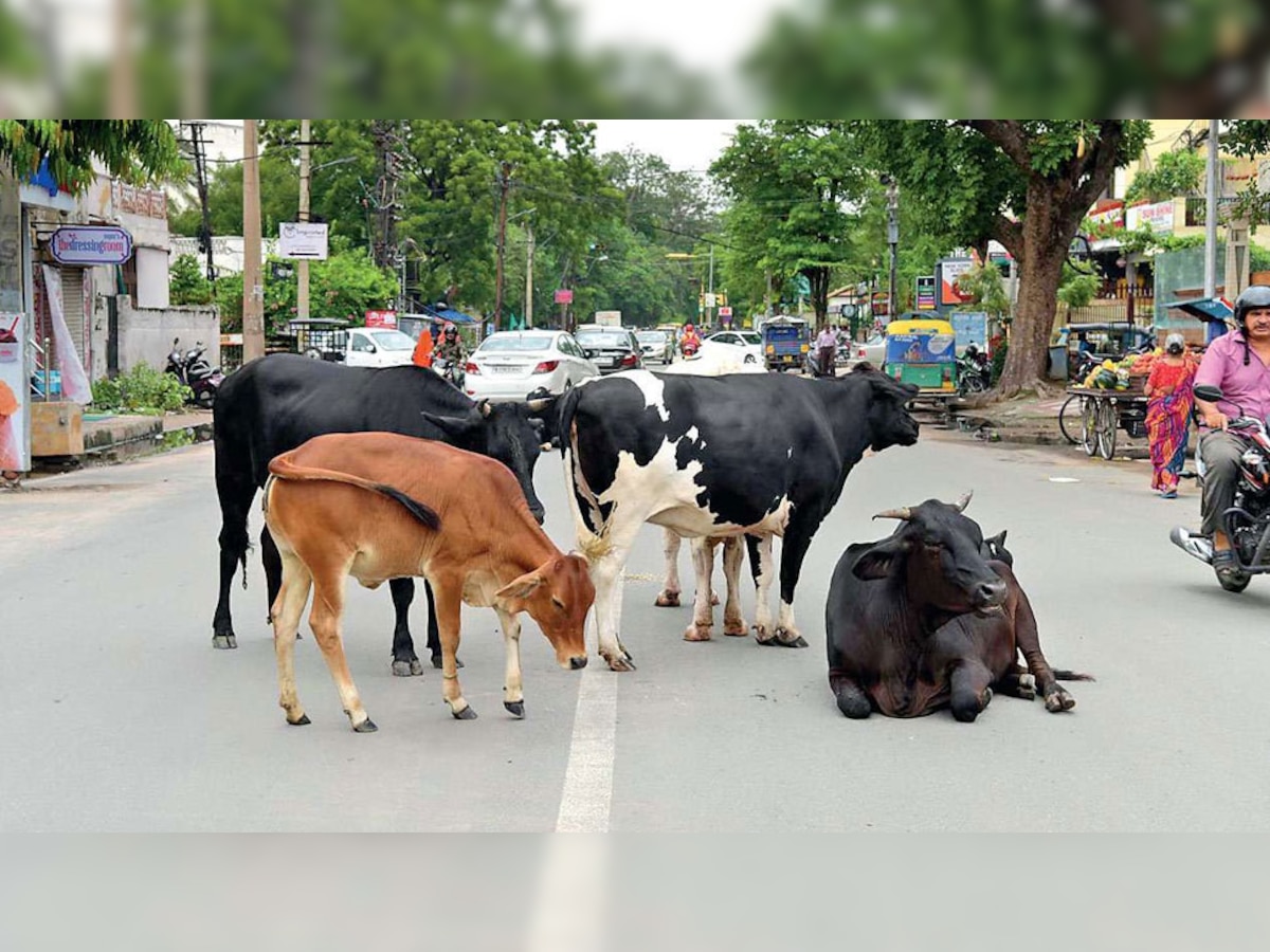 योगी सरकार की अनोखी मुहिम, गाय पालने पर हर महीने मिलेंगे इतने रुपये