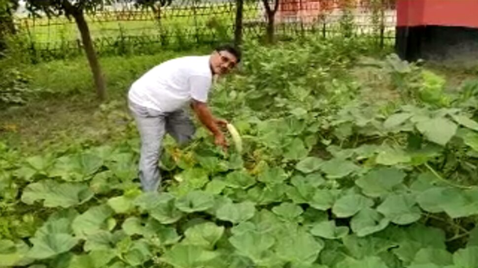 बिहार: MDM के लिए स्कूल में ही होती है सब्जी की खेती, बच्चों को मिलता पौष्टिक खाना