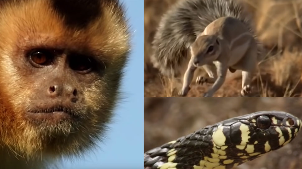 VIDEO: सांप के जबड़े में छटपटा रहा था चूहा, बचाने के लिए बंदर ने लगा दी जान की बाजी