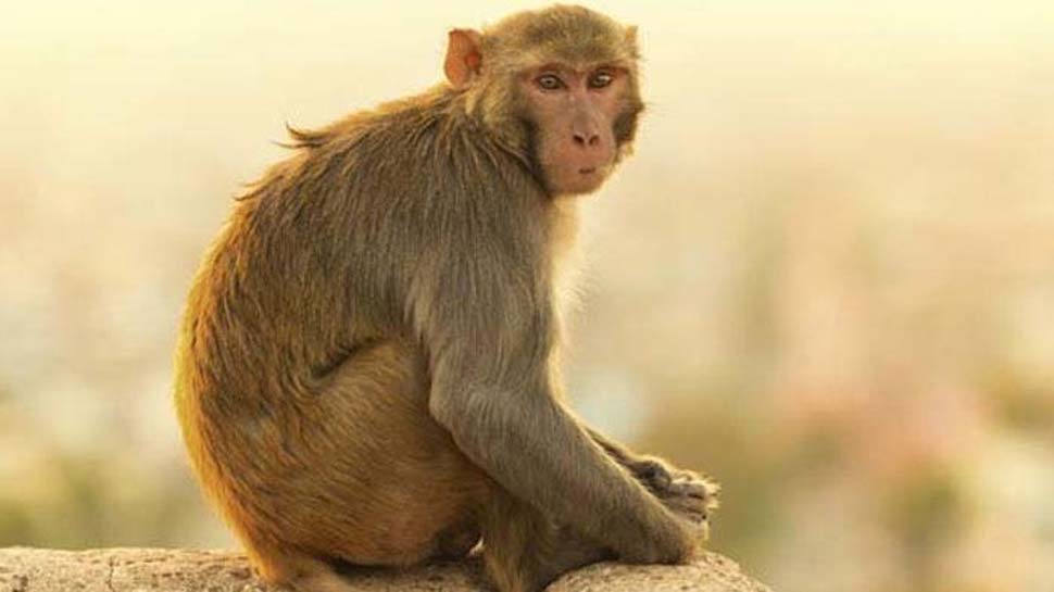 3 युवकों ने बंदर को मारी गोली, ये खबर सुनते ही जुट गई भीड़ और फिर...