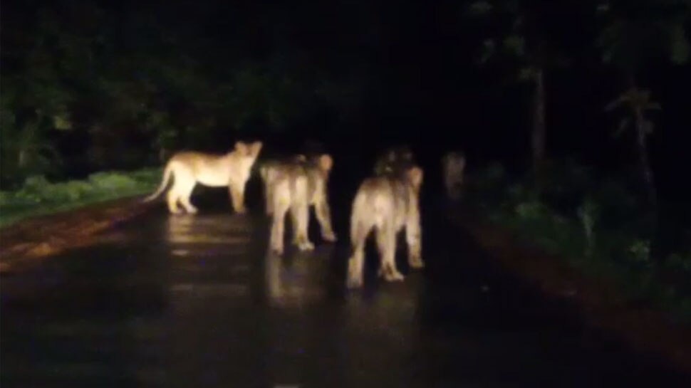 VIDEO: मच्छरों से तंग जंगल का राजा, बारिश में परिवार के साथ सड़क पर निकला
