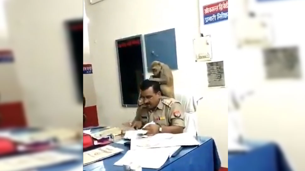 VIRAL VIDEO: ...कोतवाल साहब के कंधे पर बैठा बंदर और ढूंढने लगा जुएं