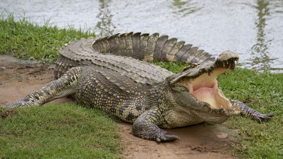 crocodile killed a minor boy in bagaha | बिहार: मां से ...