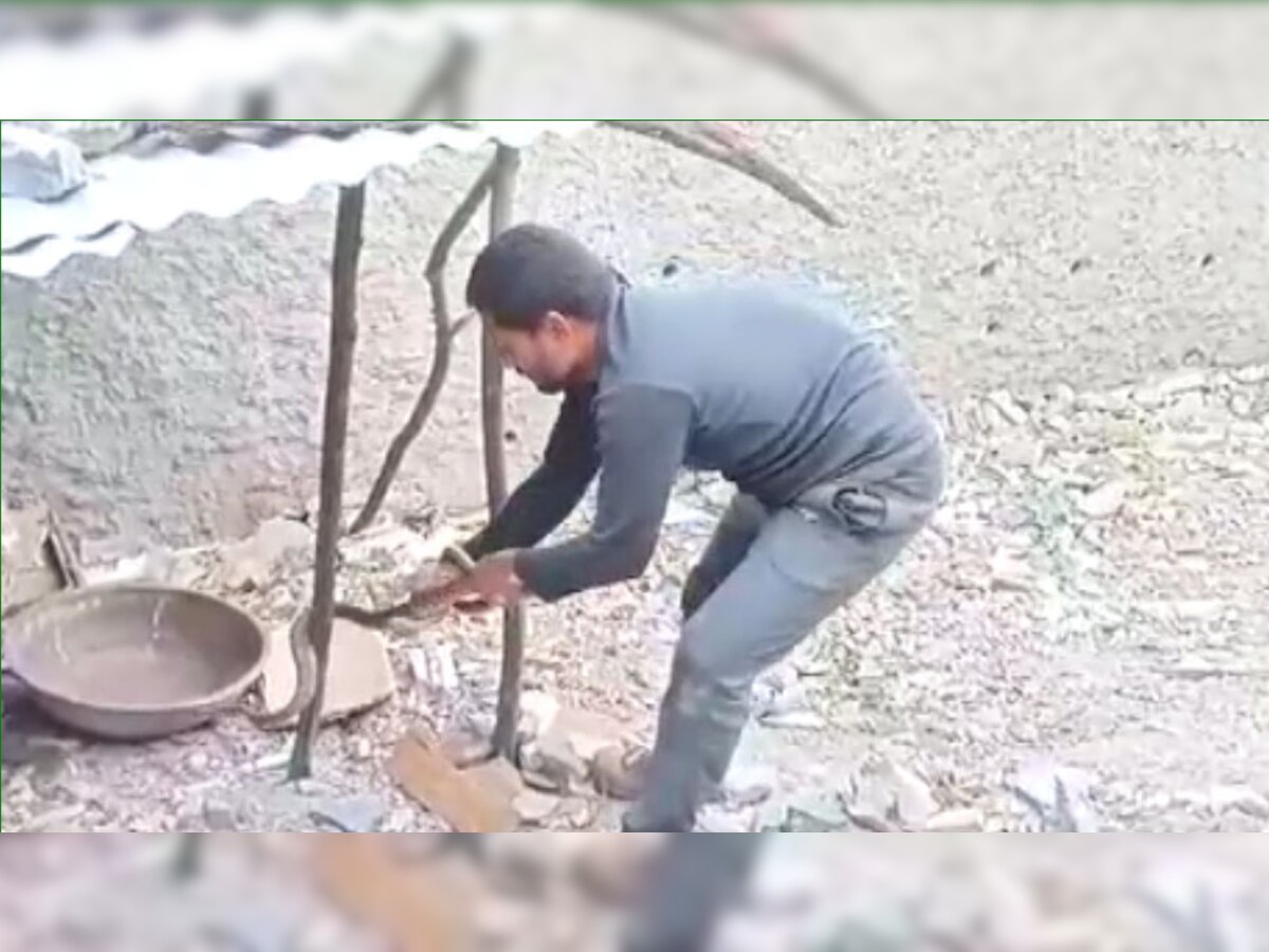 अखिलेश बिना किसी उपकरण के अब तक सैकड़ों जहरीले सांपों को पकड़ चुके हैं.
