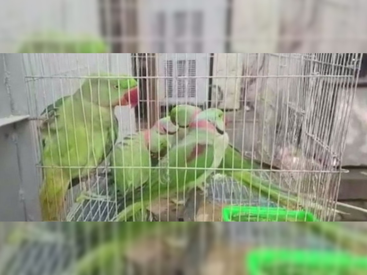 parrots produced in court