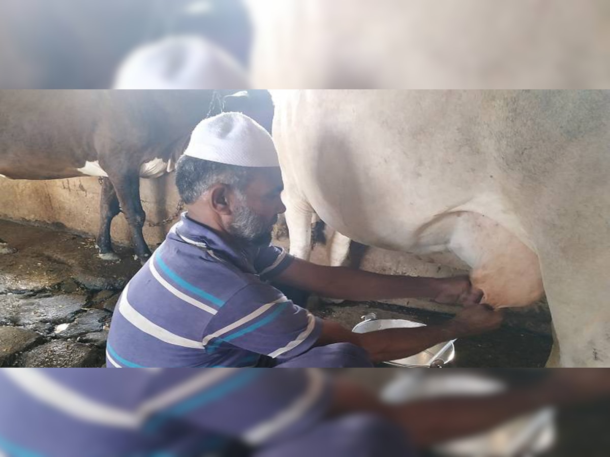 muslim people also take care of cows in madhya pradesh