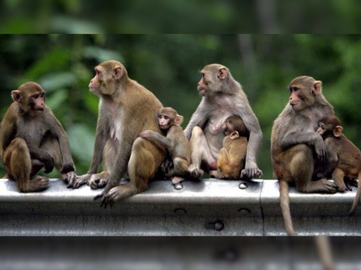 प्रशासन को बंदरों की मतगणना स्थल पर मौजूदगी से यह आशंका थी कि कही बंदर मतगणना पंडाल में घुसकर कोई व्यवधान पैदा ना कर दें.