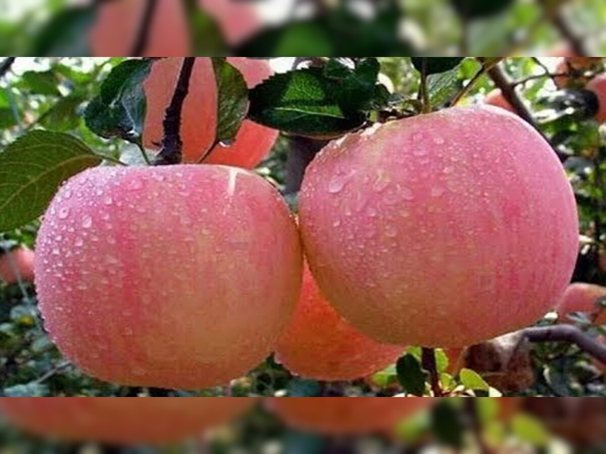 जम्मू कश्मीर: सेब व्यापारियों को डराने की कोशिश में आतंकी