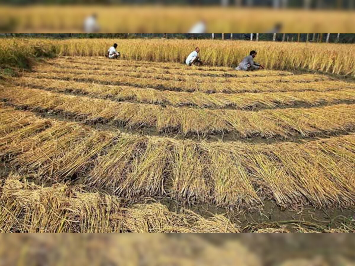 अगर ऐसा हुआ तो प्रदेश में धान खरीदी पर संकट गहरा सकता है. 