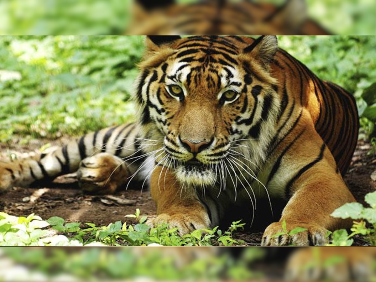 सरिस्का में 11 बाघ, बाघिन और 5 शावक बचे हैं. (प्रतीकात्मक फोटो)
