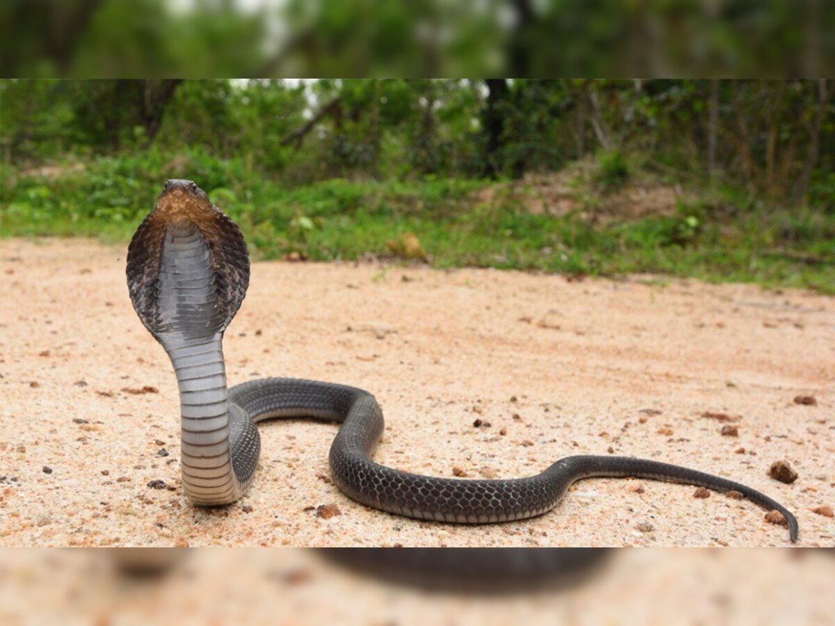 बीच सड़क पर फुफकार मारता रहा कोबरा. (प्रतीकात्मक तस्वीर)
