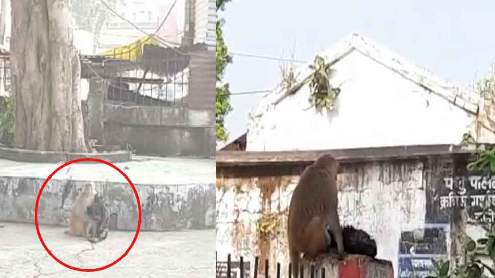 VIDEO: हाईटेंशन तार की चपेट में आया बंदर, साथियों ने बचाया, ले गए अस्पताल और फिर...