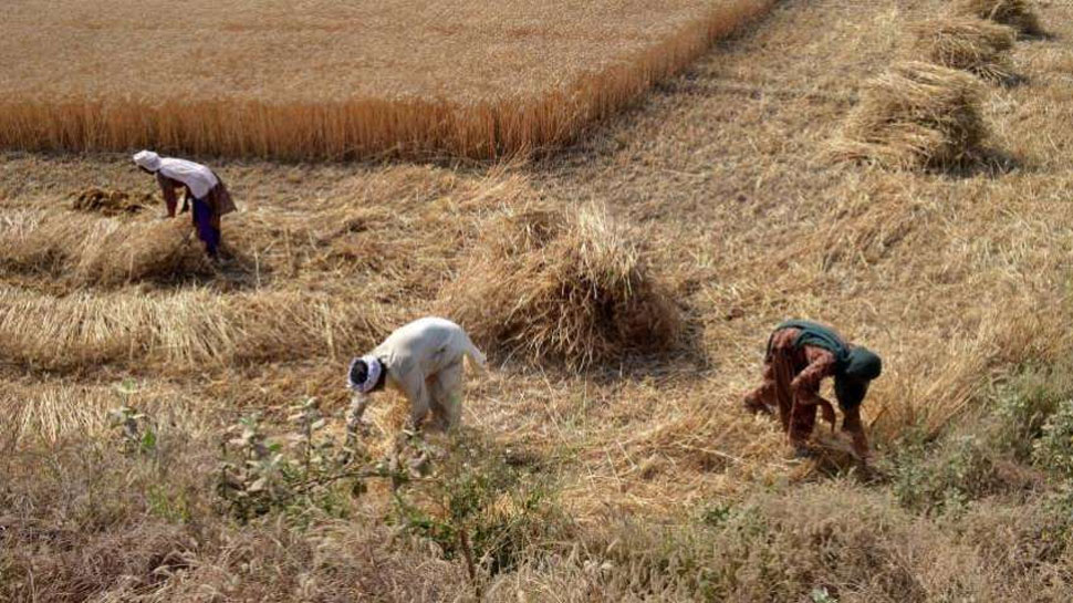 Action Can Be Taken Against Fake Farmers For Crop Loan Scheme In Jaipur