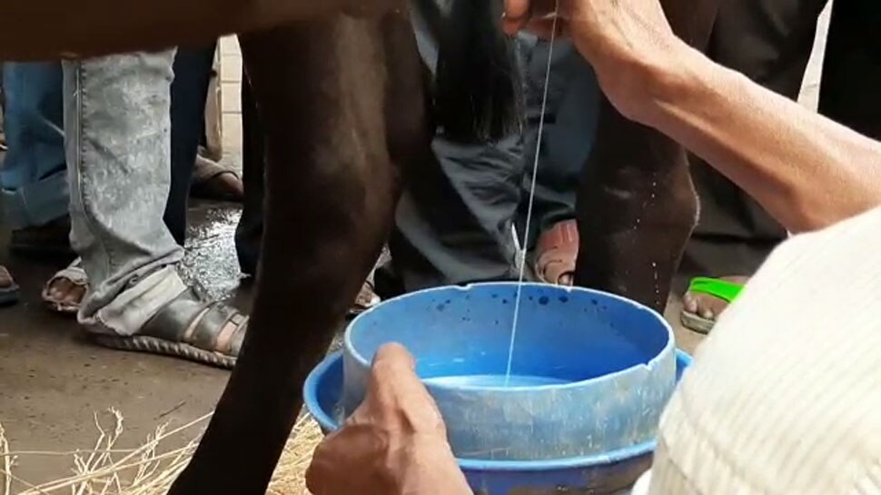 गाय के दूध में सोना! BJP नेता दिलीप घोष के बयान के बाद अब TMC ले रही है चुटकी