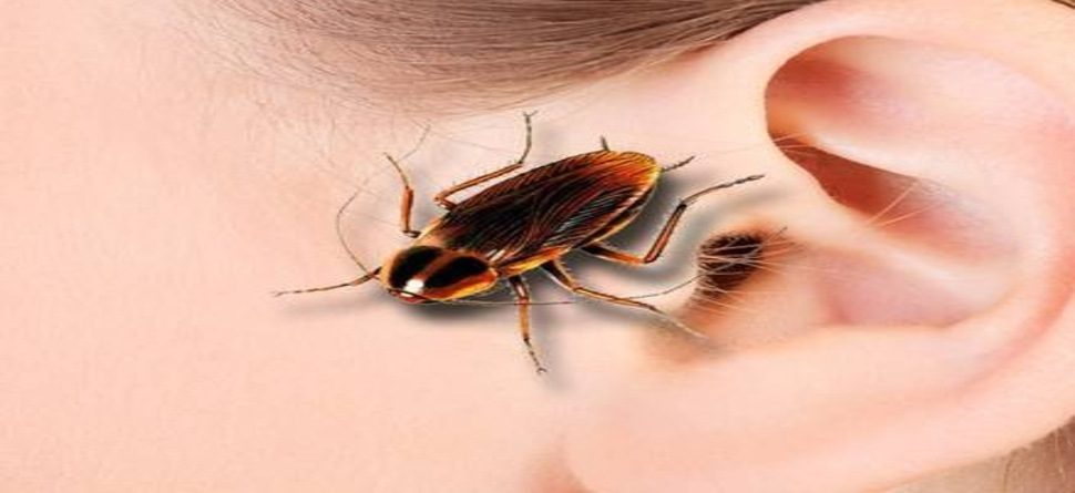 Family Of Cockroaches Found Living Inside Man’s Ear | କାନ ଭିତରେ ଏତେ ...