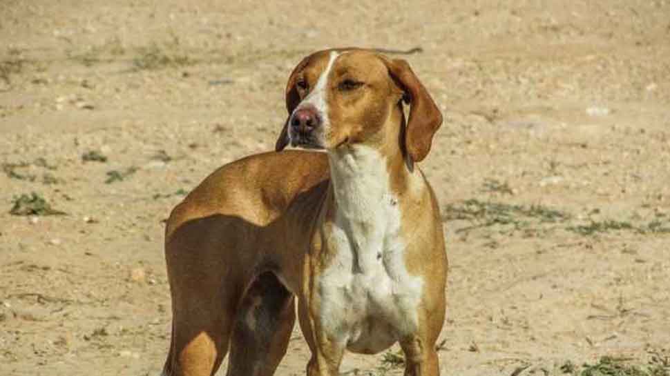 चित्रकूट: पागल कुत्ते ने मचाया आतंक, 5 ग्रामीणों के साथ थानेदार को भी काटा
