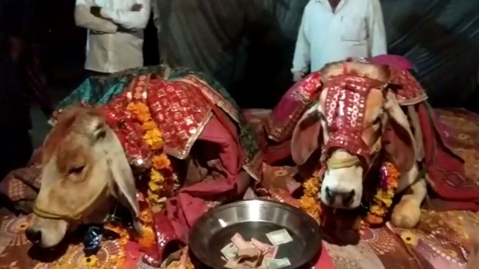 अजब MP में ग्रामीणों ने मिलकर कराई ये गजब शादी, देखकर सब हो गए हैरान