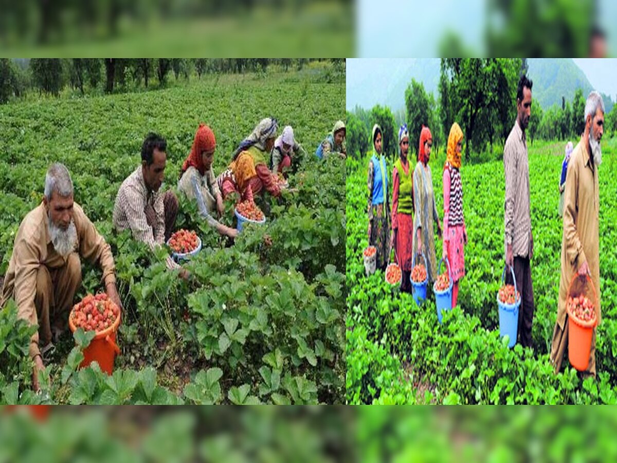 जम्मू-कश्मीर के किसान होंगे मालामाल, मोदी सरकार ने बनाया ये प्लान 