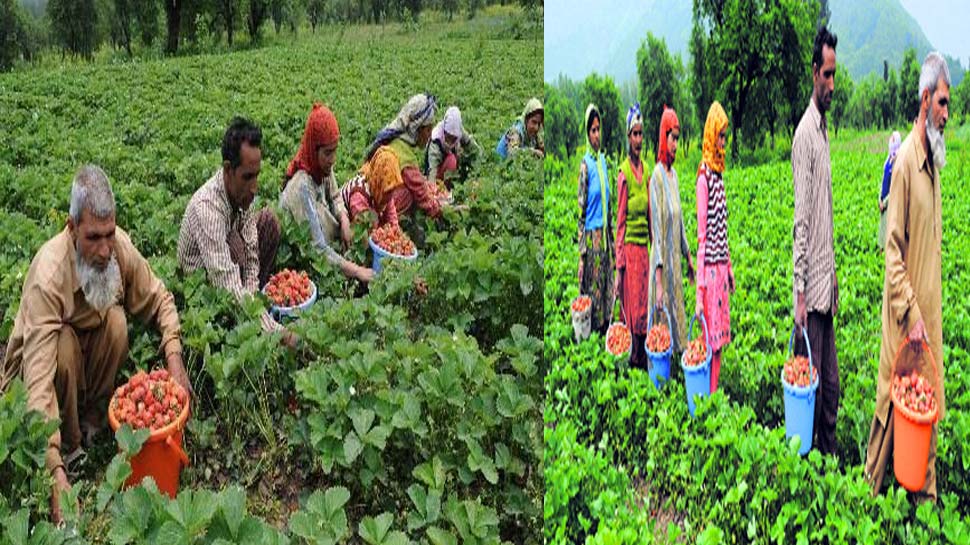 जम्मू-कश्मीर के किसान होंगे मालामाल, मोदी सरकार ने बनाया नया प्लान