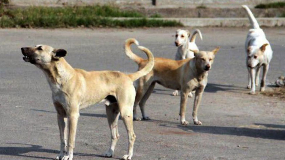 कोलकाता में 6 कुत्तों को बिजली का झटका देकर मार दिया गया, जानें क्या है पूरा मामला