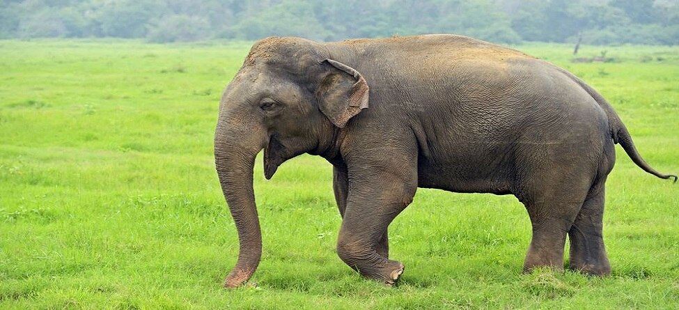 ଧାନ କ୍ଷେତରେ ଦଳିଦେଲା ହାତୀ