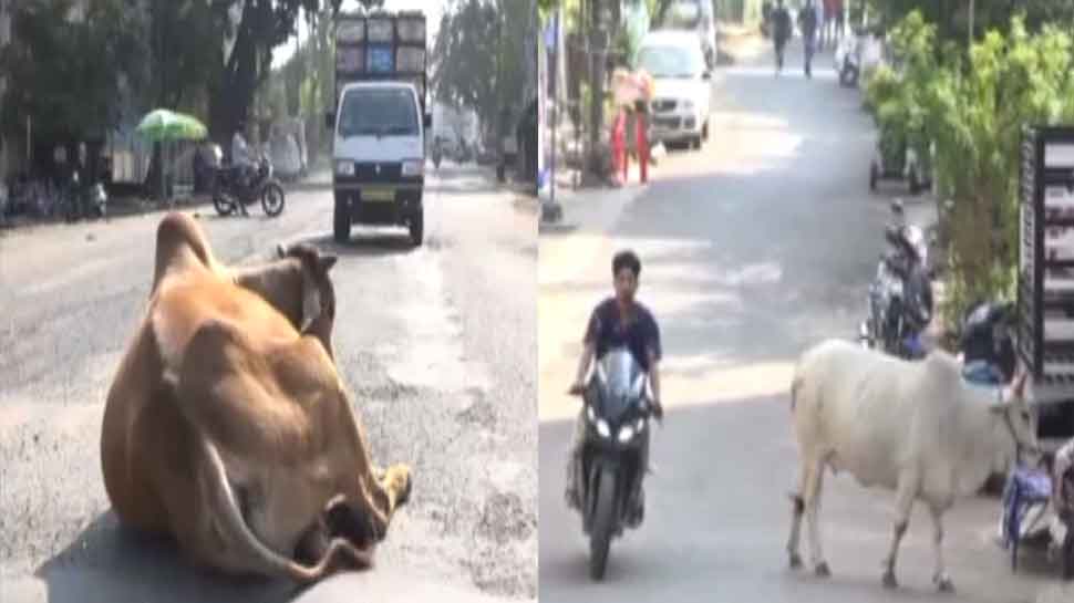 MP: बीच सड़क पर आराम फरमा रहे हैं आवारा पशु, राहगीर हो रहे परेशान और चोटिल