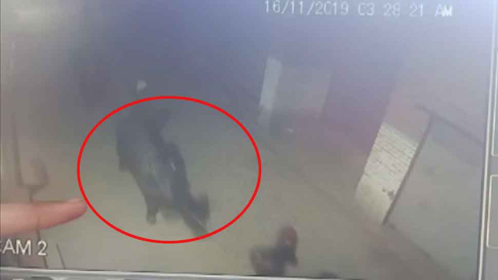 आजम खान के बाद अब चोरी हुई इस BJP नेता की दो भैंसें, CCTV में कैद हुए चोर