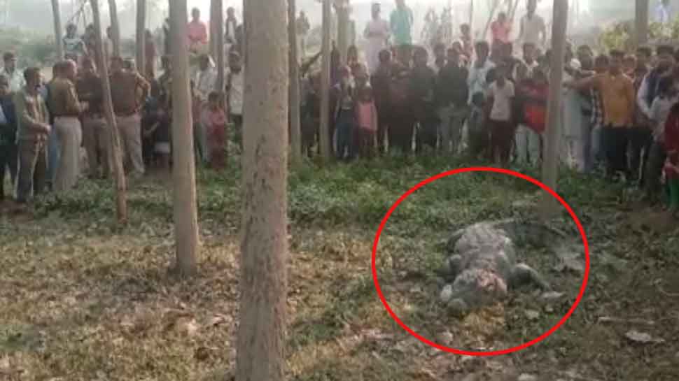 गांव में अचानक घुस आया विशालकाय मगरमच्छ, किया कुछ ऐसा ग्रामीणों में मच गया हड़कंप