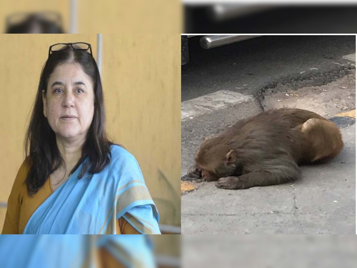 घायल बंदर को बचाने के लिए BJP सांसद मेनका गांधी आईं आगे, तत्काल इलाज के लिए भेजा कार 