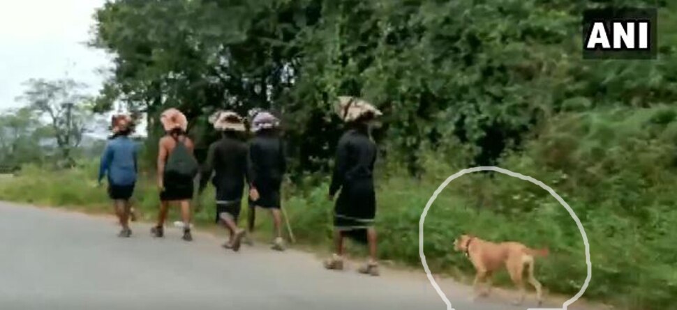 କଳିଯୁଗର 'ସ୍ୱାନ' ଦେବତା ଯାଉଛନ୍ତି ସାବରିମାଳା, ଦେଖନ୍ତୁ ଭିଡିଓ