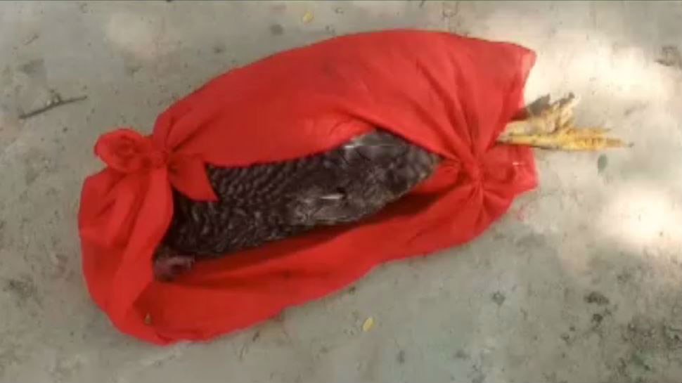 बिहार में एक मुर्गे के हत्यारे को ढूंढ रही पुलिस, जानिए आखिर क्या है मामला!