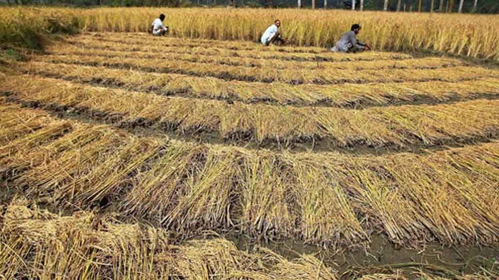 धान खरीदी को लेकर केंद्र और राज्य सरकार में जारी है विवाद, कांग्रेस ने लगाया यह आरोप...