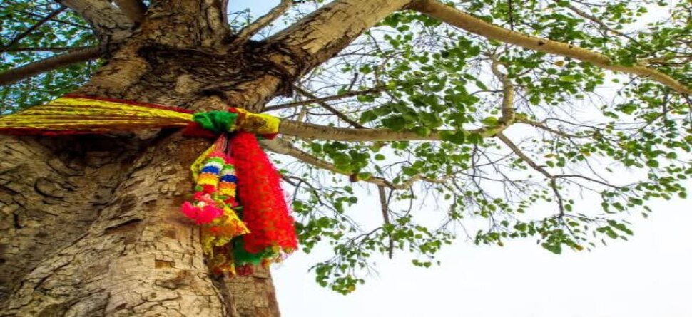 ପ୍ରଥମାଷ୍ଟମୀ ଦିନର ନିଆରା ଦୃଶ୍ୟ, ନିଜ ସନ୍ତାନ ପରିବର୍ତ୍ତେ ଗଛକୁ କଲେ ପଢ଼ୁଆଁ