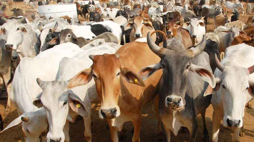 रामनगरी अयोध्या में गायों को ठंड से बचाने के लिए 'कोट' पहनाएगा नगर निगम