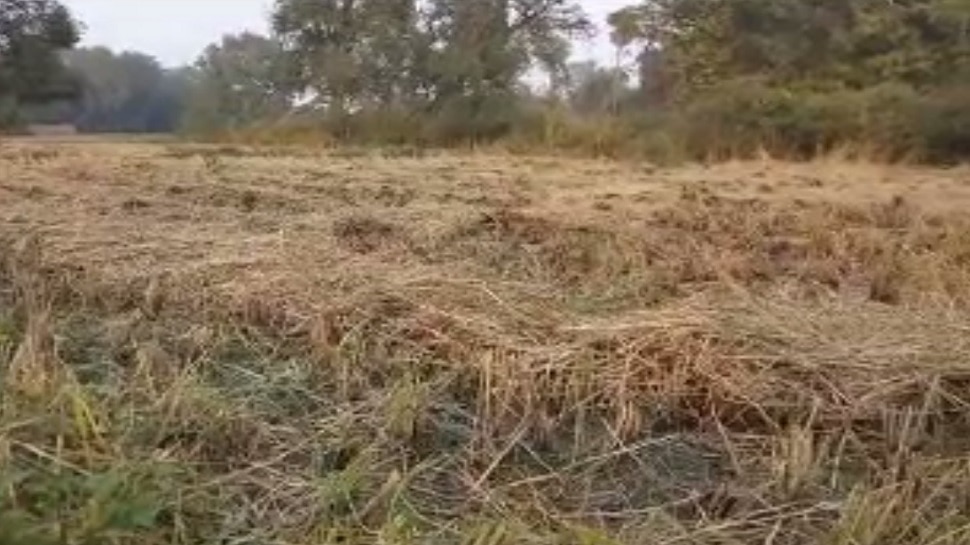 बिहार: बेमौसम बारिश से किसानों में कहीं खुशी कहीं गम, धान को नुकसान तो गेहूं को फायदा