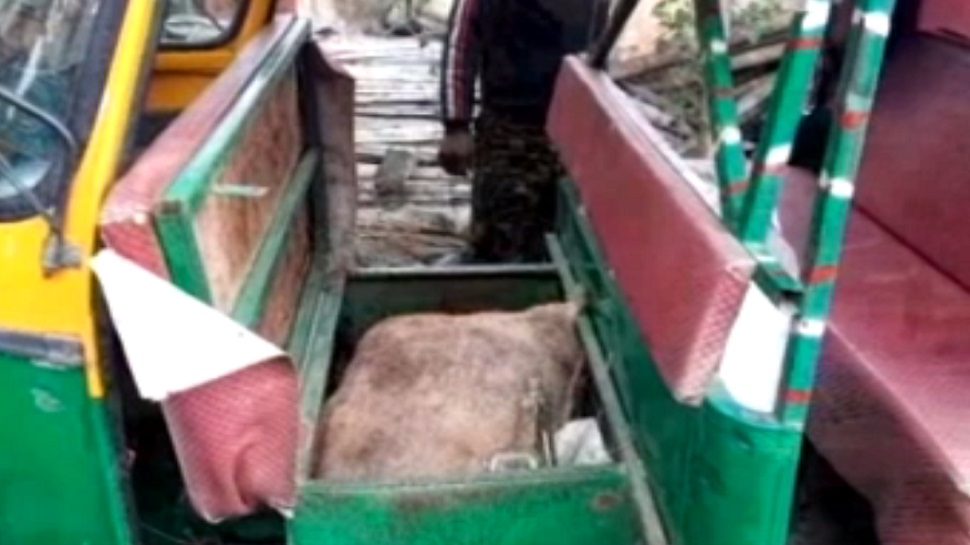 लोहरदगा: प्रतिबंधित मांस के साथ पिता-पुत्र गिरफ्तार, छापेमारी के दौरान पुलिस को मिली सफलता लोहरदगा: प्रतिबंधित मांस के साथ पिता-पुत्र गिरफ्तार, छापेमारी के दौरान पुलिस को मिली सफलता