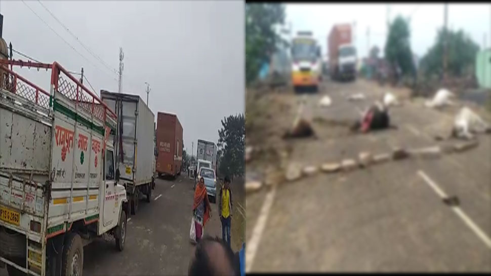 दमोह: सड़क हादसे में 8 गायों की मौत, गुस्साए ग्रामीणों ने सड़क पर लगाया जाम