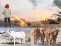 अब पराली नहीं फैलाएगी वायु प्रदूषण बल्कि सुधारेगी पशुओं की सेहत