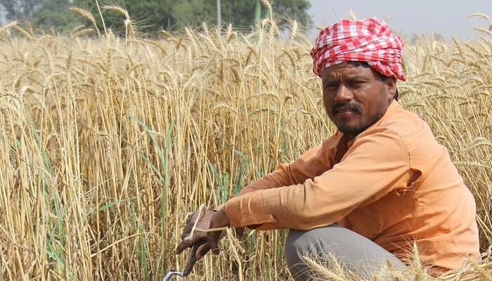 बिहार को मक्का, गेहूं के लिए मिलेगा कृषि कर्मण पुरस्कार