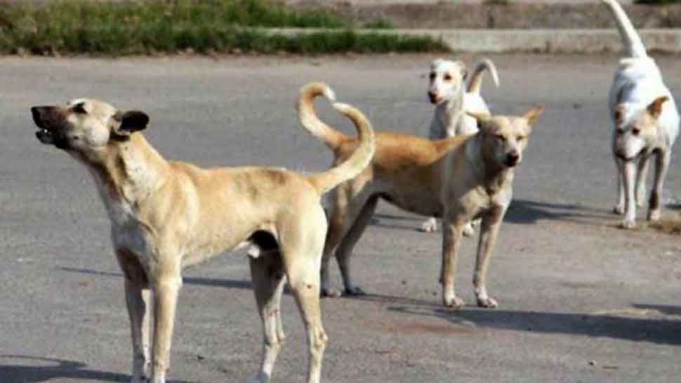 UP के इस जिले में कुत्तों ने मचाया ऐसा आतंक, लोग देखते ही बदल लेते हैं रास्ता