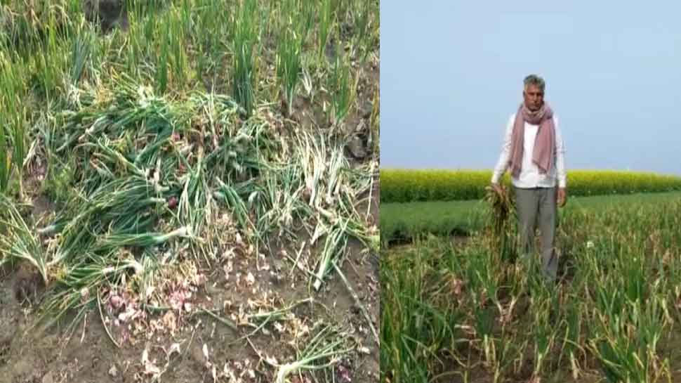 मंदसौर: महंगाई के दौर में किसान का चोरी हुआ प्याज, पुलिस में दर्ज कराई शिकायत मंदसौर: महंगाई के दौर में किसान का चोरी हुआ प्याज, पुलिस में दर्ज कराई शिकायत