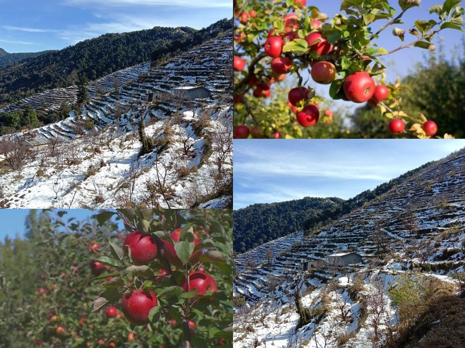 बर्फबारी से बढ़ तो गई ठंड,  लेकिन सेब किसानों के चेहरे खिले