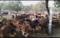 बांग्लादेशी घुसपैठियों ने भारत की नाक में किया दम!
