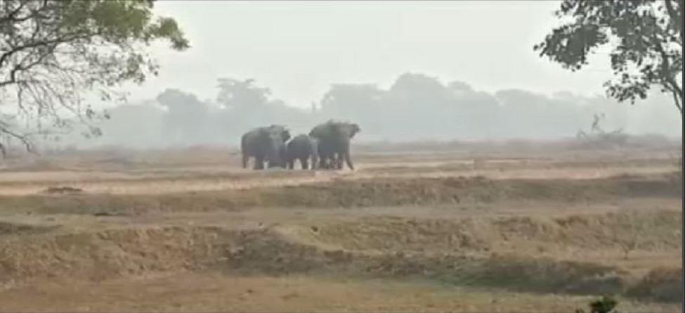 ବଣଭୋଜି ଭଣ୍ଡୁର କଲେ ଗଜରାଜ ବଣଭୋଜି ଭଣ୍ଡୁର କଲେ ଗଜରାଜ