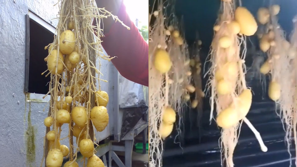 अब बिना जमीन-मिट्टी के हवा में उगेंगे आलू, पैदावार भी 10 गुना ज्यादा होगी अब बिना जमीन-मिट्टी के हवा में उगेंगे आलू, पैदावार भी 10 गुना ज्यादा होगी